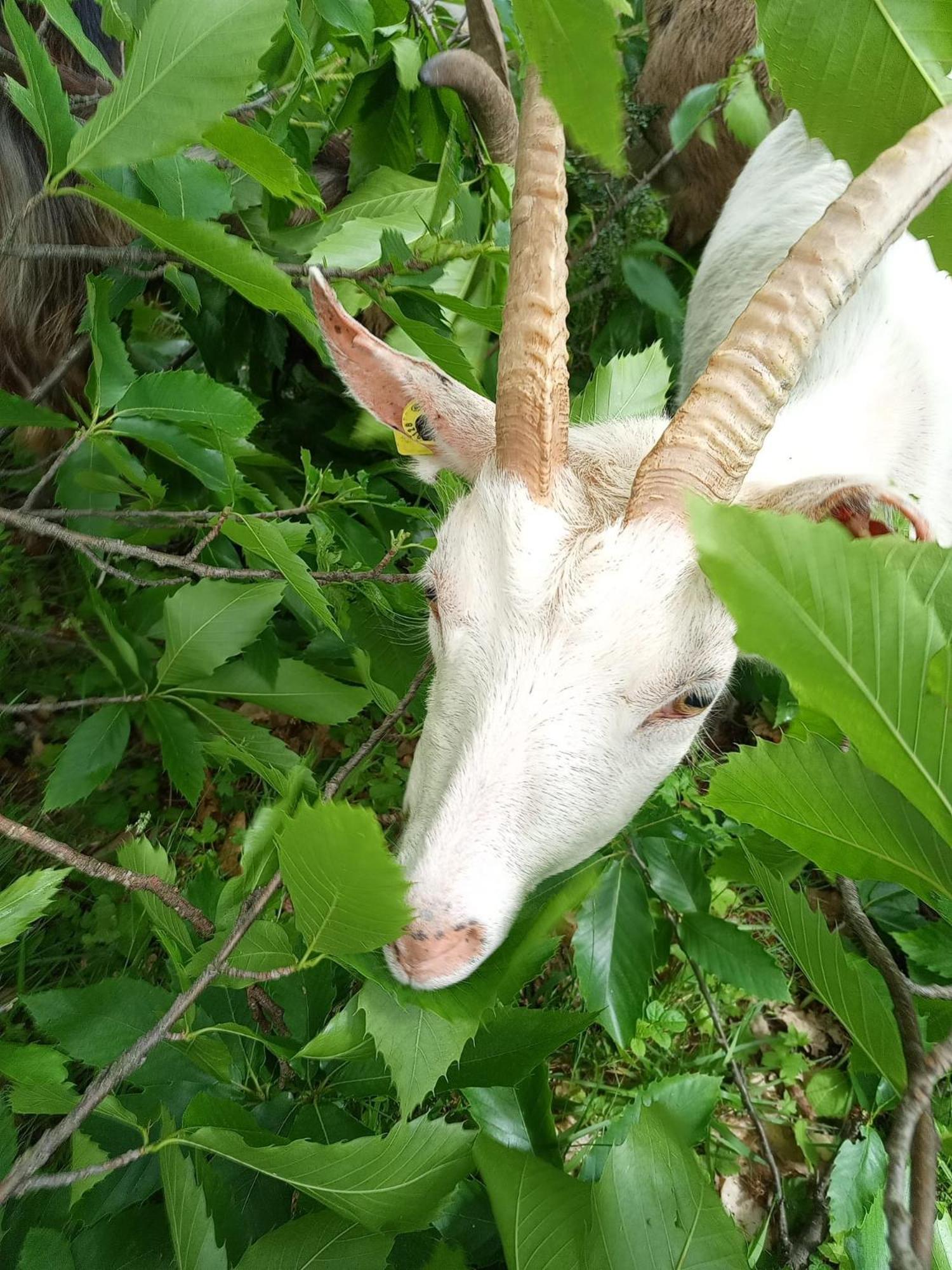 מלון Florac La Ferme Des Cevennes מראה חיצוני תמונה