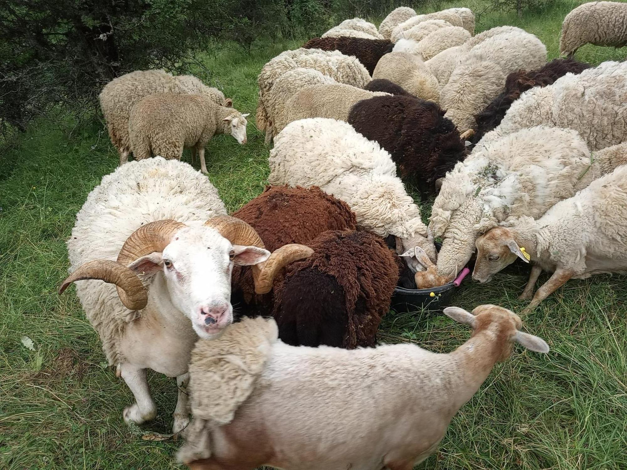 מלון Florac La Ferme Des Cevennes מראה חיצוני תמונה