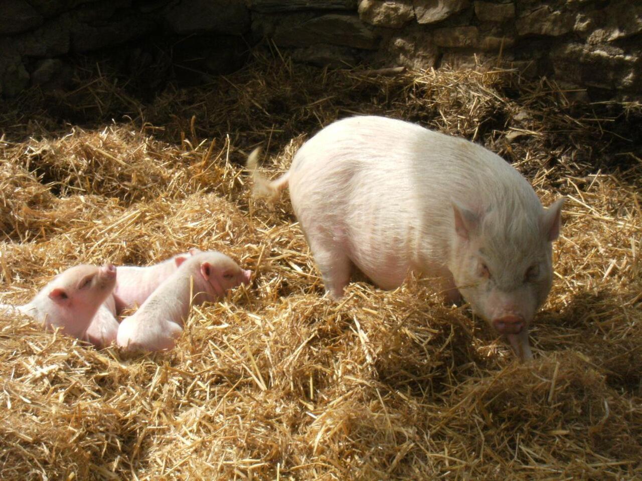 מלון Florac La Ferme Des Cevennes מראה חיצוני תמונה
