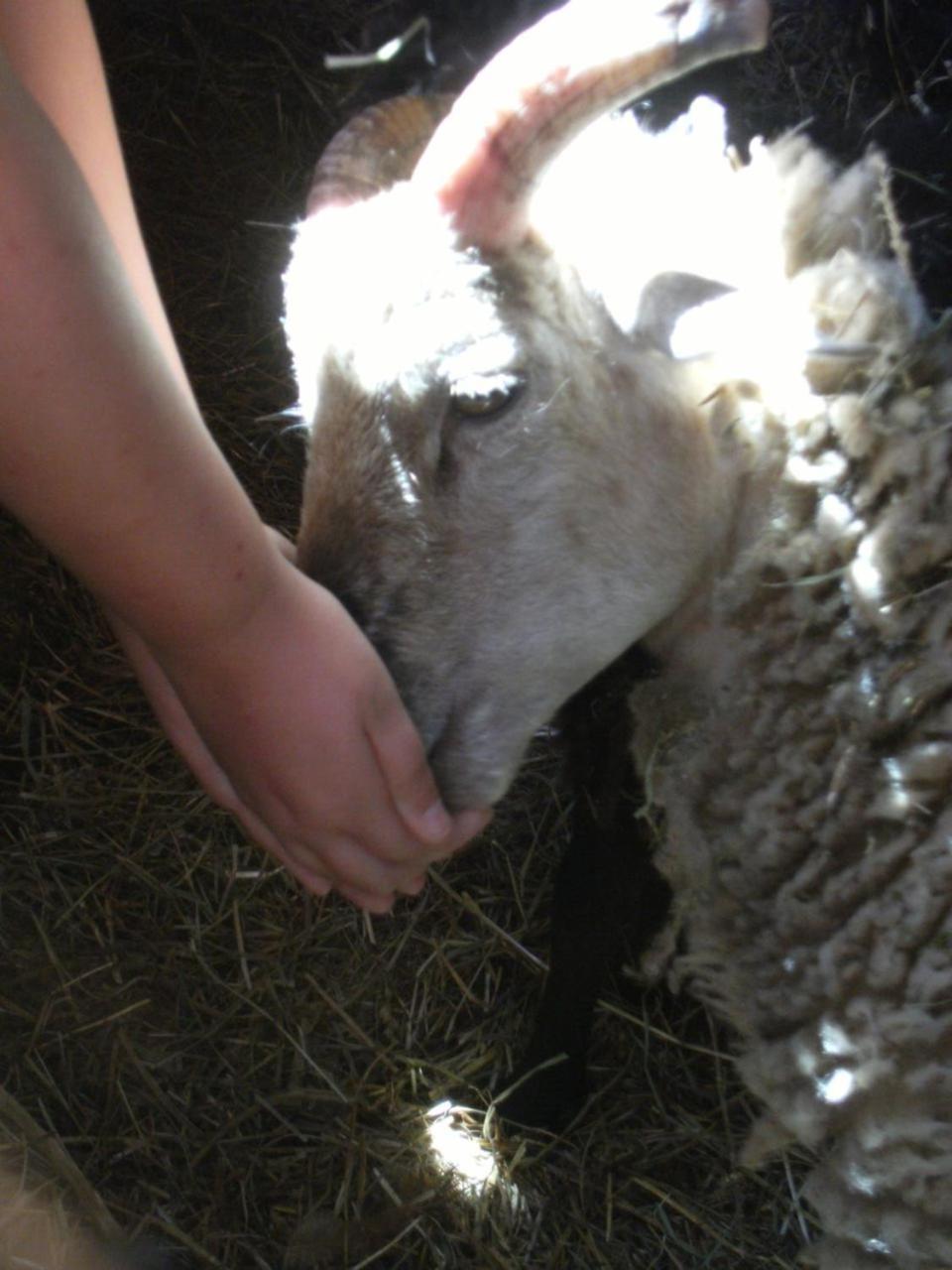 מלון Florac La Ferme Des Cevennes מראה חיצוני תמונה